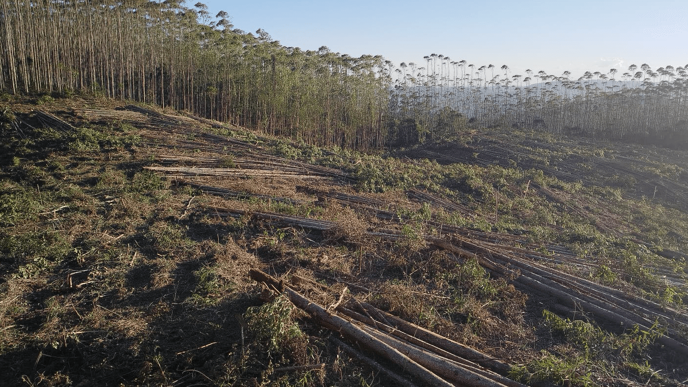 Floresta de eucalipto. Reflorestar